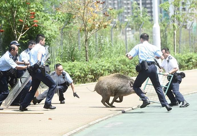 频频伤人，香港发出“野猪追杀令”（图） - 4