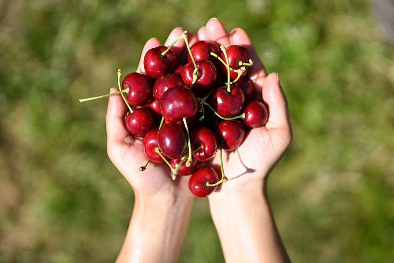 pick-your-own-cherries-at-this-yarra-valley-cherry-picking-festival-159662-2.jpeg,0
