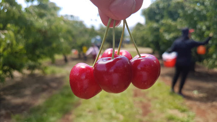 Where to go Cherry Picking in Melbourne | ellaslist