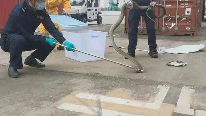 极毒、巨大、活的！“海关截获4米长眼镜王蛇”冲上热搜第一：它不断喷射毒液（视频/组图） - 2