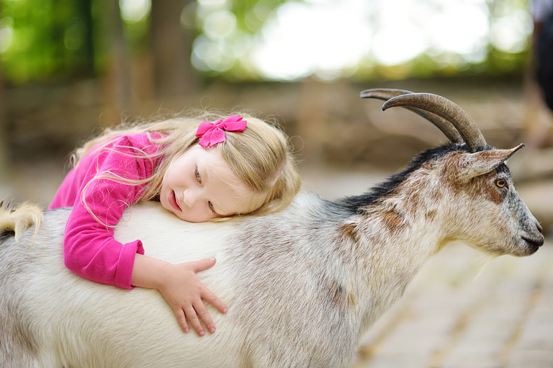 Canva-Cute-Little-Girl-Petting-and-Feeding-a-Goat-at-Petting-Zoo 女孩羊.jpg,0