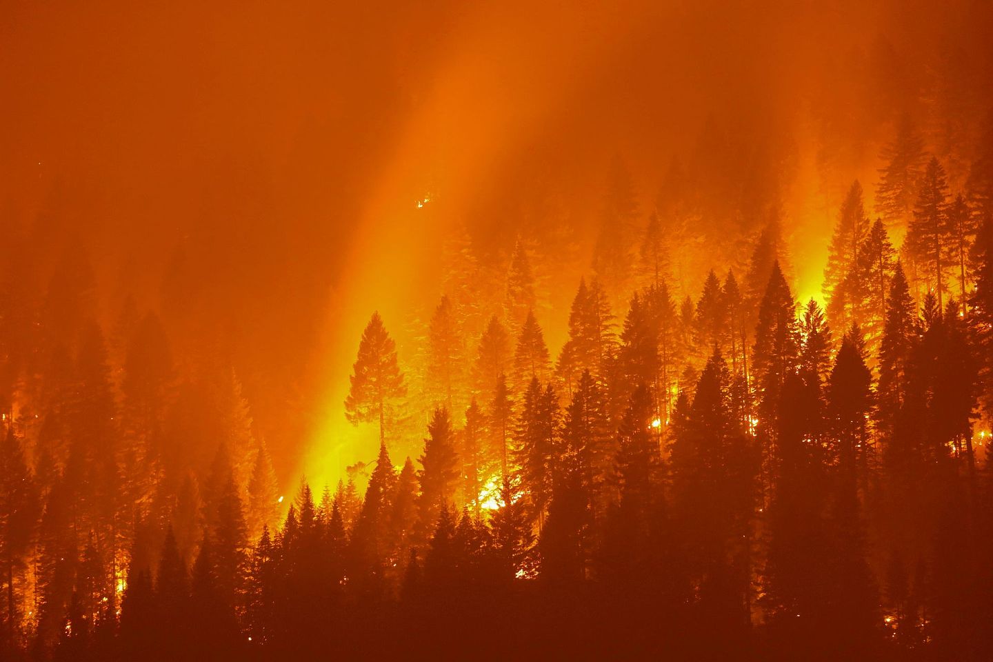山火同时破坏大片树林，加剧今次灾情。(Reuters)