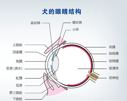 狗真能看到人看不到的东西？澳男子监控中看到狗和“透明狗”玩耍