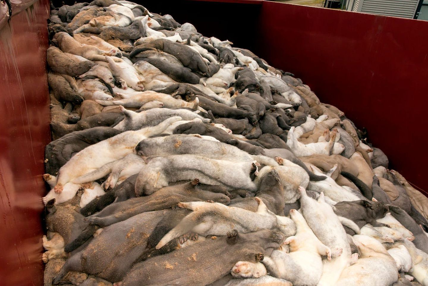 去年11月，原本外形可爱的水貂在丹麦被集体宰杀的惨况。（Getty Images）
