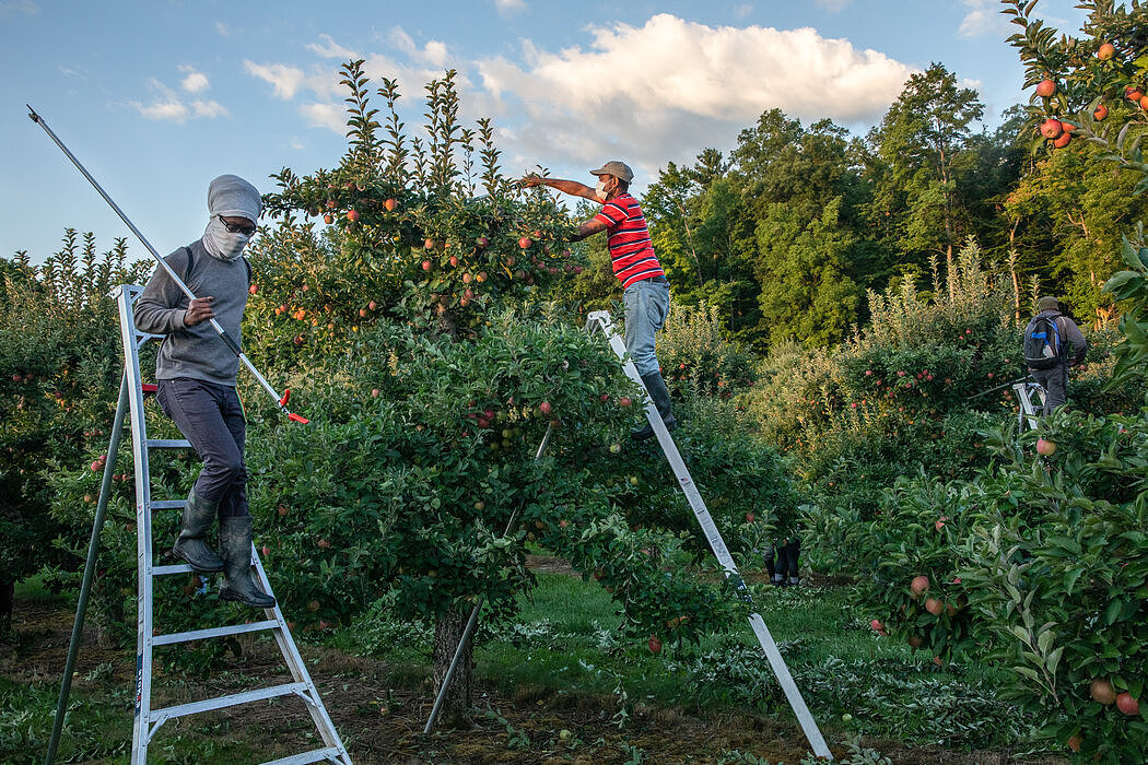 去年，移民工人在加拿大安大略省的一个农场收割苹果。加拿大是世界上许多寻求增加外国移民劳动力的富裕国家之一。