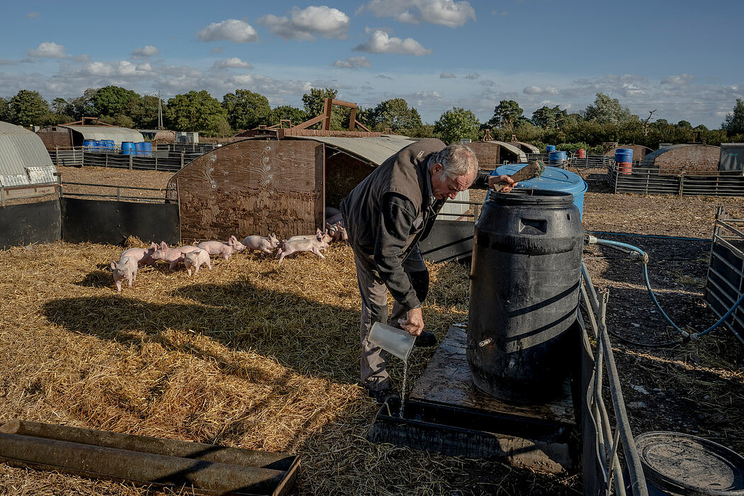 在英国，熟练和半熟练工人的短缺已经影响到养猪户，他们可能会开始将猪宰杀。