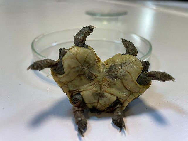 游客在土耳其发现罕见的双头龟，仅四个月大，两个龟壳六条腿（组图） - 2