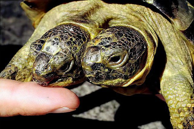 游客在土耳其发现罕见的双头龟，仅四个月大，两个龟壳六条腿（组图） - 4