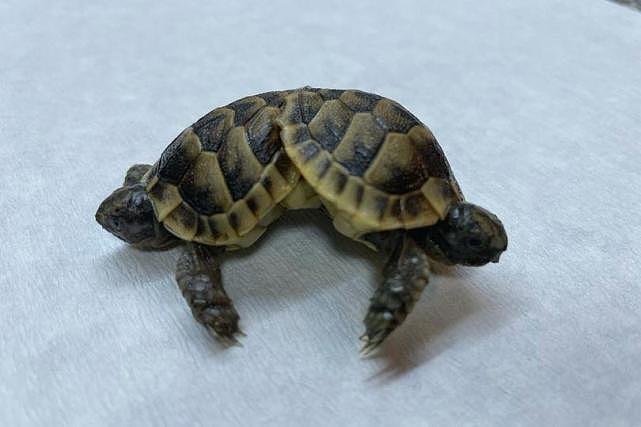 游客在土耳其发现罕见的双头龟，仅四个月大，两个龟壳六条腿（组图） - 1