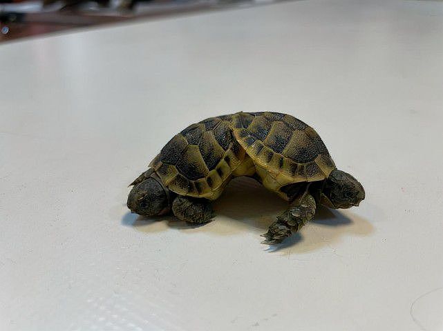 游客在土耳其发现罕见的双头龟，仅四个月大，两个龟壳六条腿（组图） - 3