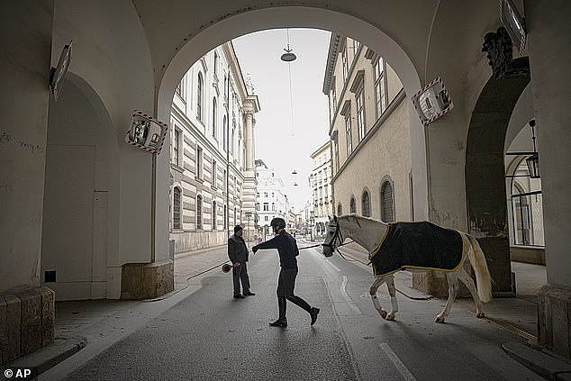 One EU country after another is going back into lockdown in the latest battle against Covid, with the continent on red alert as the bitter winter weather starts to bite (pictured, Lipizzaner horses go to training in Austria without any spectators as the country re-enters lockdown)