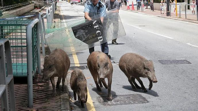 香港野猪再“出嘴伤人”，食物太香外卖员被咬伤（图） - 3