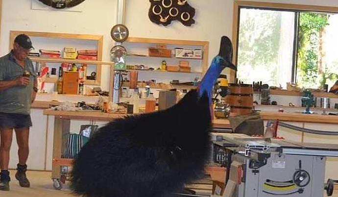 澳洲木匠偶遇世界上最危险的鸟！这种鸟曾攻击人类致死，遇到时千万要注意了（组图） - 2