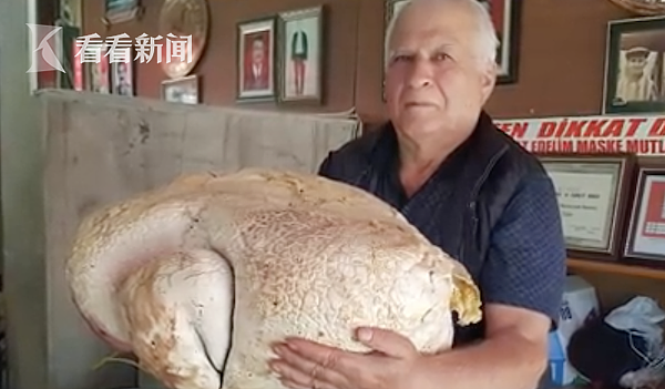 一个就能喂饱全村 男子发现22公斤巨型蘑菇