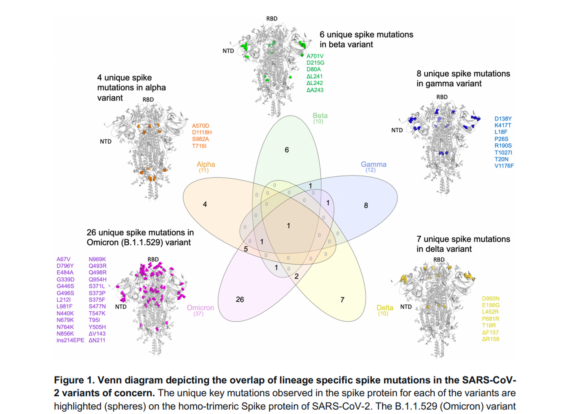 论文列出多款流行的新冠肺炎变种病毒，左下为Omicron，指其拥有26个独特的棘突蛋白突变（论文截图）