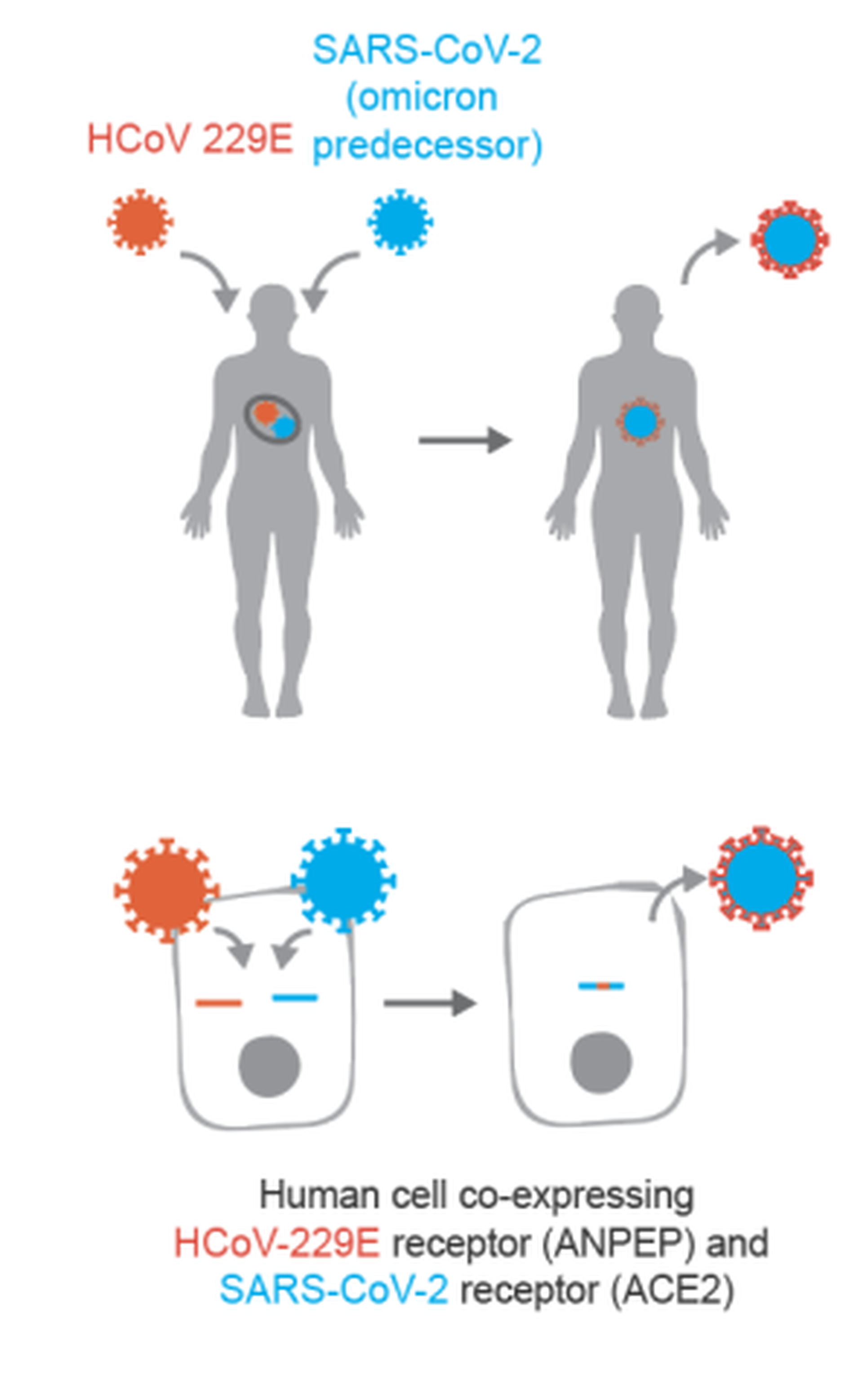 nference公布研究结果认为，有患者体内同时有两种病原体，最终令HCoV-229E加入到新冠肺炎病毒SARS-CoV-2（论文截图）