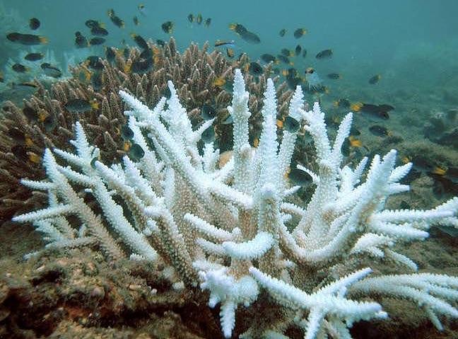 澳洲大堡礁珊瑚产卵，给科学家们带来了未来的希望（组图） - 3