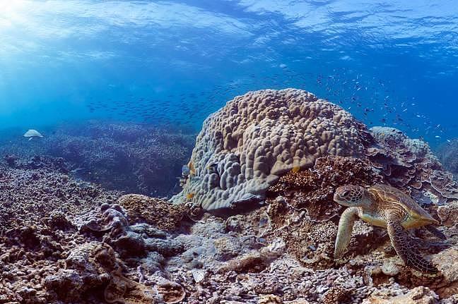 澳洲大堡礁珊瑚产卵，给科学家们带来了未来的希望（组图） - 5