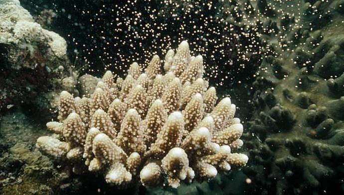 澳洲大堡礁珊瑚产卵，给科学家们带来了未来的希望（组图） - 1