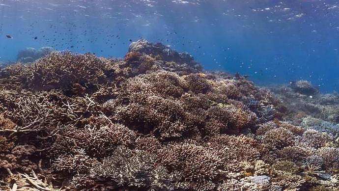 澳洲大堡礁珊瑚产卵，给科学家们带来了未来的希望（组图） - 4