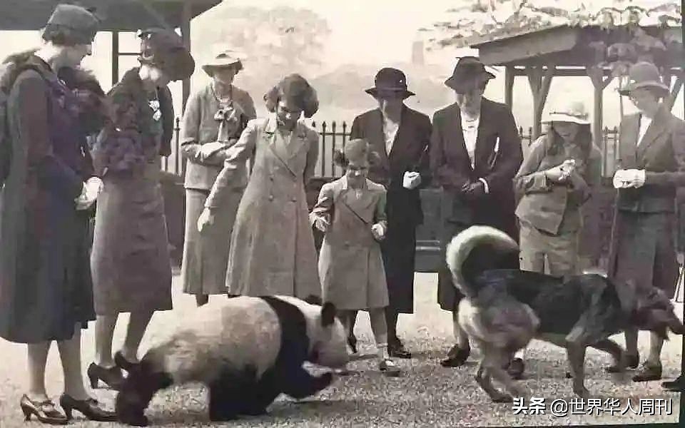 一段大熊猫被狗虐待的视频，让所有人怒了……