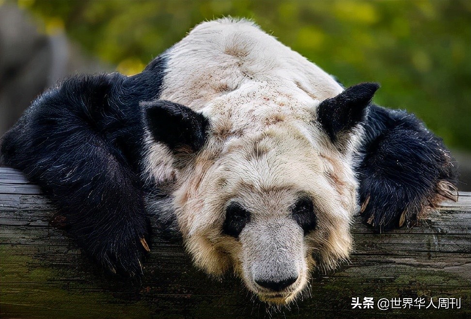 一段大熊猫被狗虐待的视频，让所有人怒了……