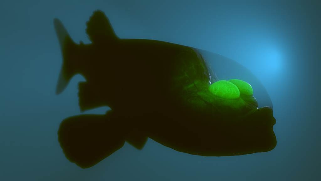 科学家在深海里拍到太平洋桶眼鱼，它的头部呈现透明，2颗绿眼球朝上看，外形宛如异形生物。 (示意图/达志影像)