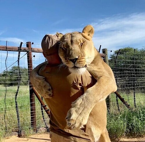 母狮被母亲抛弃后 与人类朋友生活9年每天都拥抱