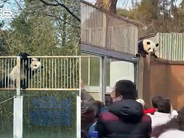萌翻了！北京动物园大熊猫“越狱”全程记录（视频/图） - 1
