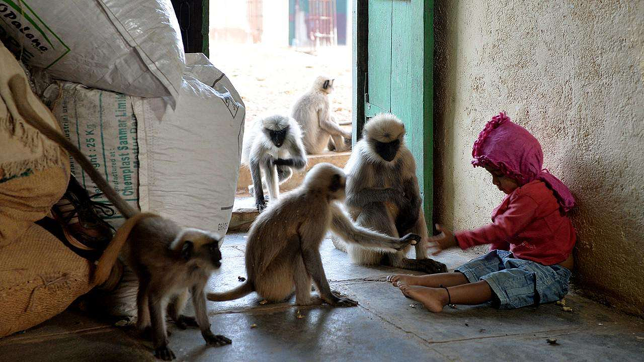 印度狗残杀小猴后，猴群为了报复摔死250条狗，全村狗惨遭灭门