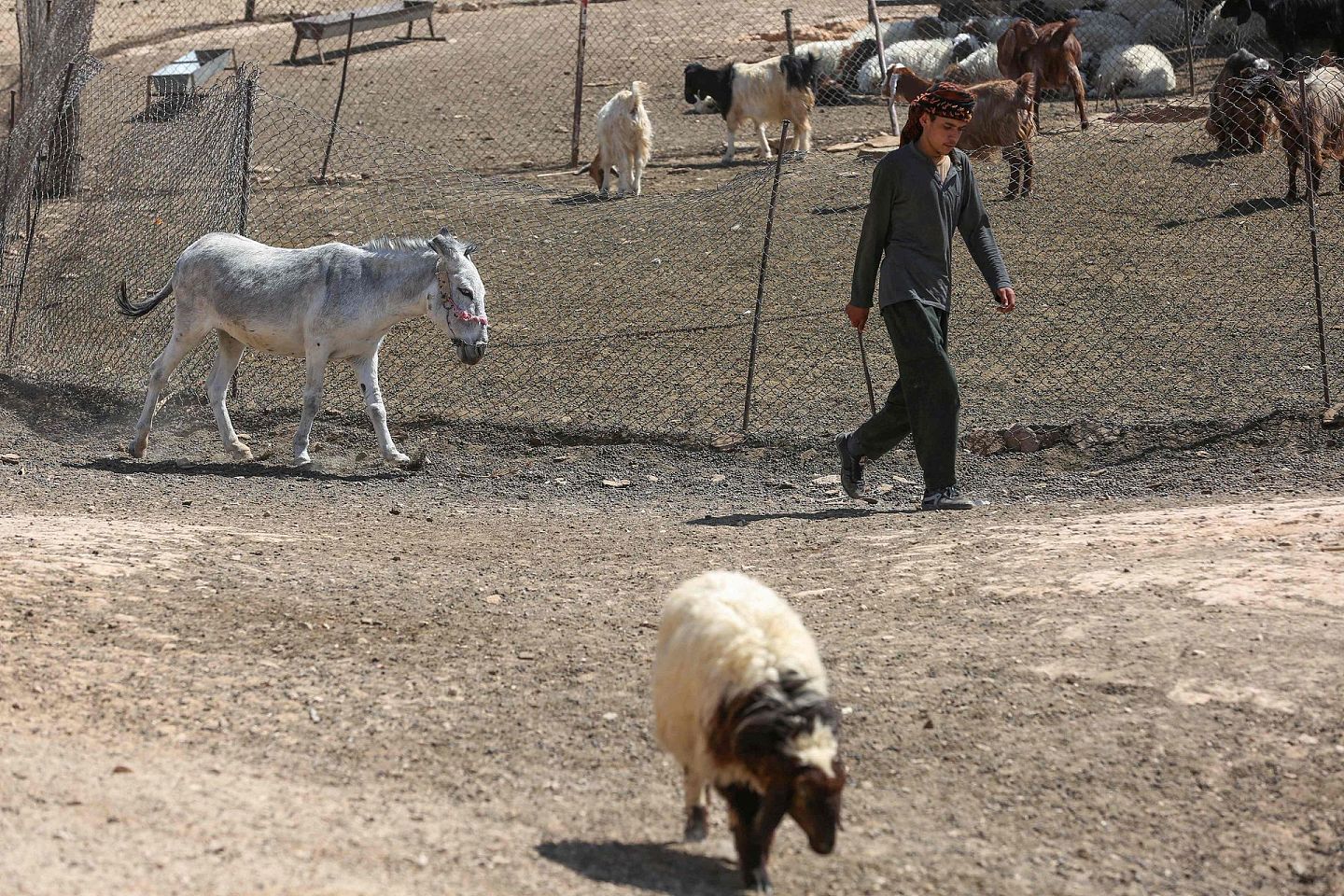当地时间2021年9月16日，伊拉克安巴尔省中部Wadi Houran地区的Al-Sahl村，一位伊拉克牧羊人牵着一头驴靠近他的牧群。在伊拉克广阔的西部沙漠，大约有200户人家住在Al-Sahl村，一个与外界基本隔绝的小村庄，他们唯一的邻居是该国最大的军事基地之一。（视觉中国）