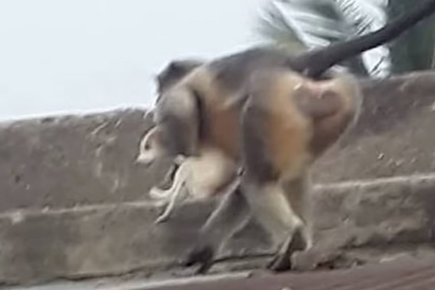 猴子将狗拖上高处后重重摔下。 （每日邮报）