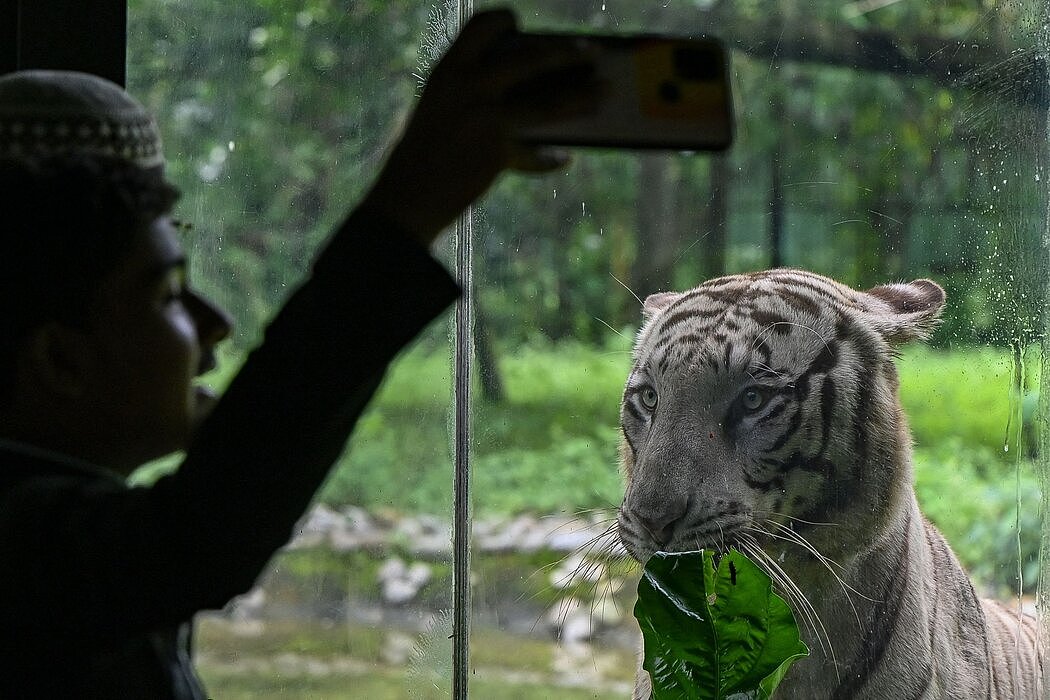 一名游客在印度加尔各答阿里坡动物园用手机给围场里的老虎拍照。