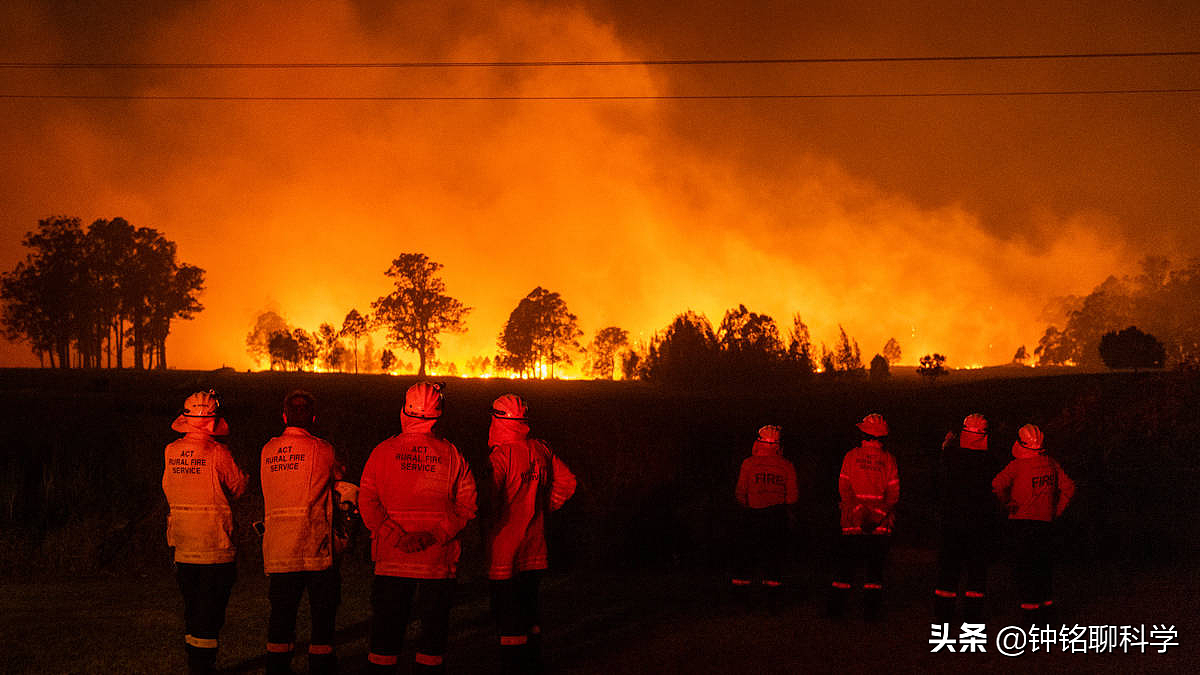 澳大利亚为什么这么容易发生火灾？看看它们的森林就知道了