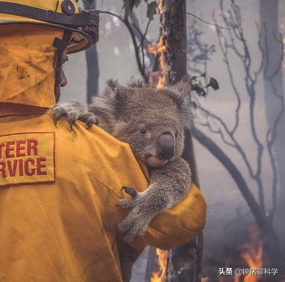 澳大利亚为什么这么容易发生火灾？看看它们的森林就知道了