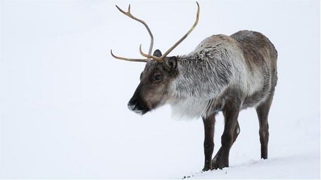 在北美，驯鹿被称为北美驯鹿（caribou）（图片来源：lightpix / Getty Images）
