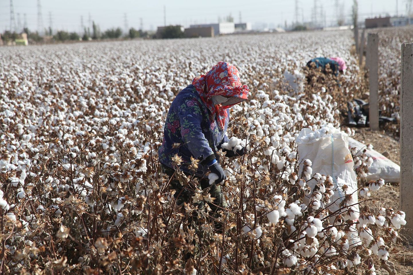2021年10月16日，新疆哈密，在地头采摘棉花的农民。（视觉中国）