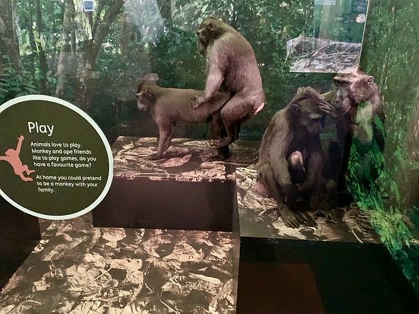 ▲▼英国一个博物馆的动物展览，直接让猴子在小孩面前呈现交配画面。（图／翻摄自推特／@DrPamSpurr）
