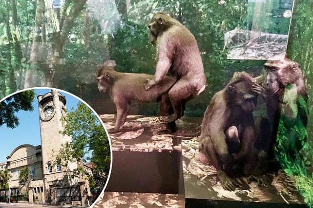 尴尬：伦敦博物馆展柜内两只仿真猴子动作不可描述，还鼓励模仿（组图） - 1