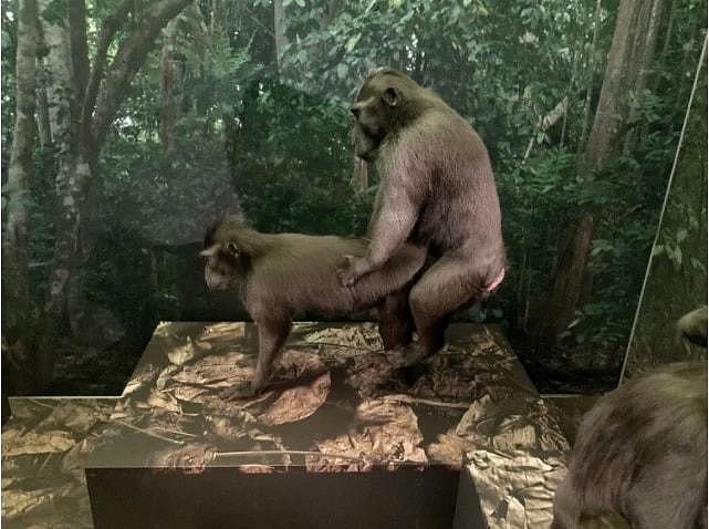 尴尬：伦敦博物馆展柜内两只仿真猴子动作不可描述，还鼓励模仿（组图） - 4