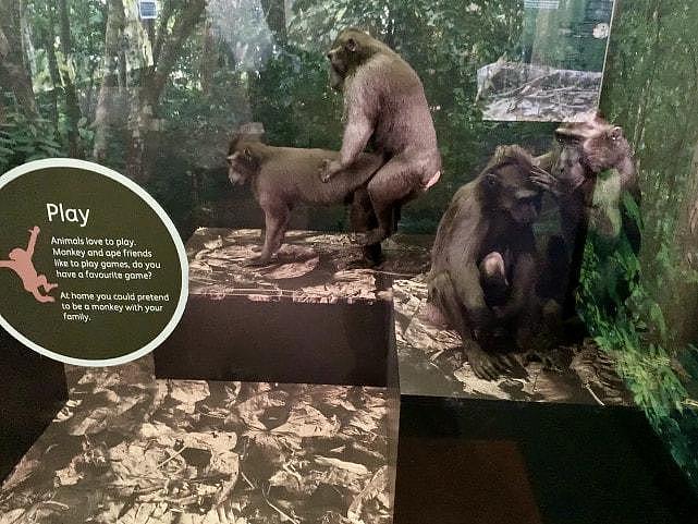 尴尬：伦敦博物馆展柜内两只仿真猴子动作不可描述，还鼓励模仿（组图） - 3