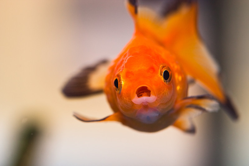 goldfish.jpeg,0