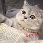 正规注册英短猫舍 欢迎咨询