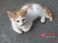 可爱漂亮长毛萌宠猫咪回国割爱出让电话