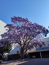 Jacarandaaaa