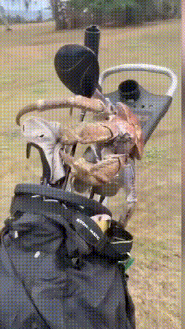正在打高尔夫的澳洲大爷发现巨蟹正在顺走自己的球杆