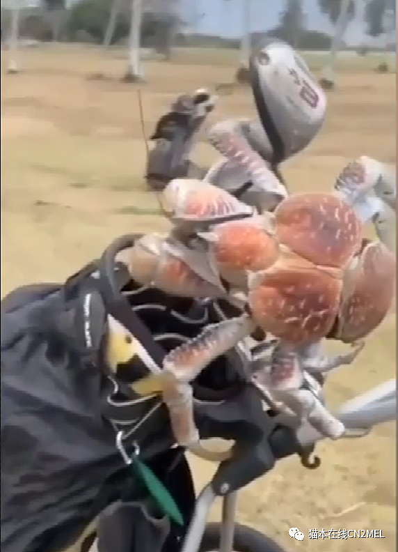 正在打高尔夫的澳洲大爷发现巨蟹正在顺走自己的球杆