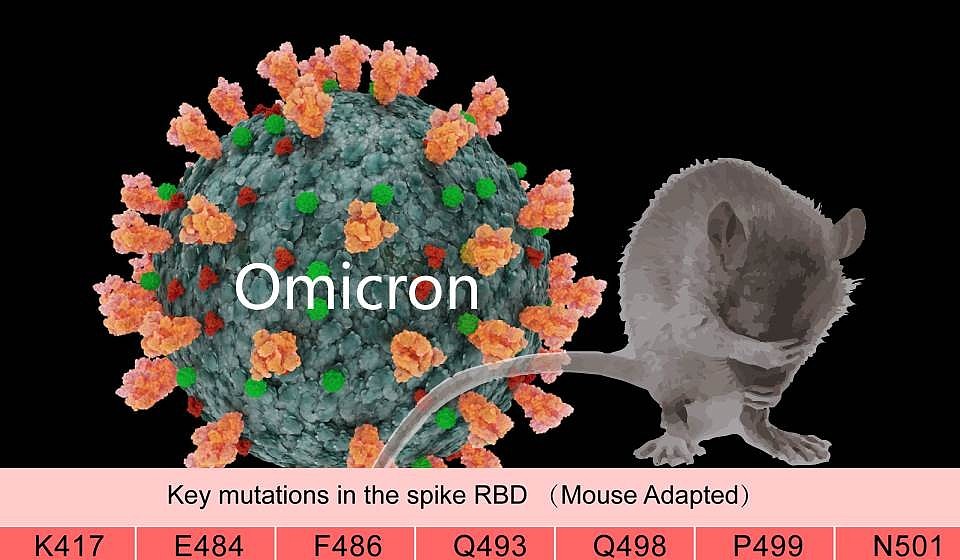 国际关注！南开大学取得奥密克戎最新成果，或是在鼠宿主中进化后回传人类！