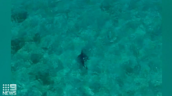 南澳海域鲨鱼频现身，目击事件增加13%，原因未知（组图） - 2