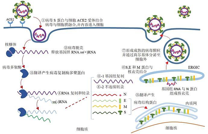 新冠或永久损伤男人性功能，如今又惊现新症状！男子染疫后崩溃，阴茎勃起时痛爆，医生：罕见副作用（组图） - 4